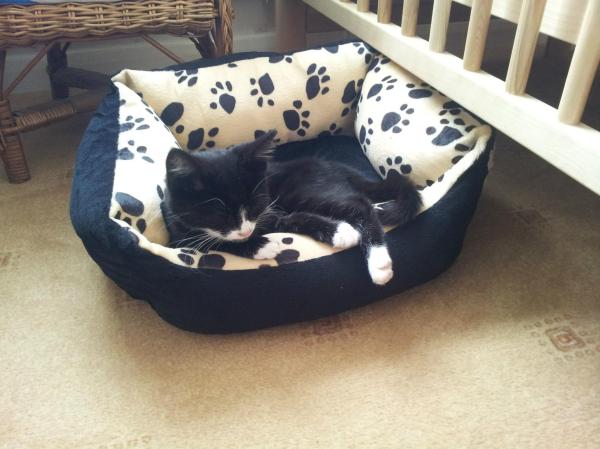 Toby, re-homed at 10 weeks old.