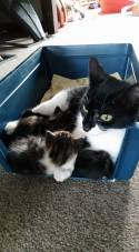 Tilly and kittens