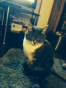 Millie (female) - 6 years