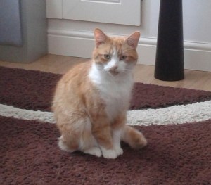 Charlie (male) - 6 years