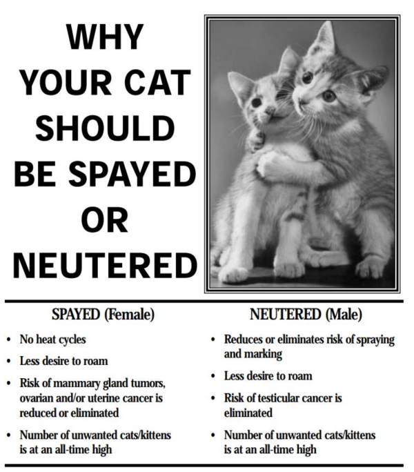 Neuter Surgery My Neutered Cat Is Spraying Neuter Your Cat When