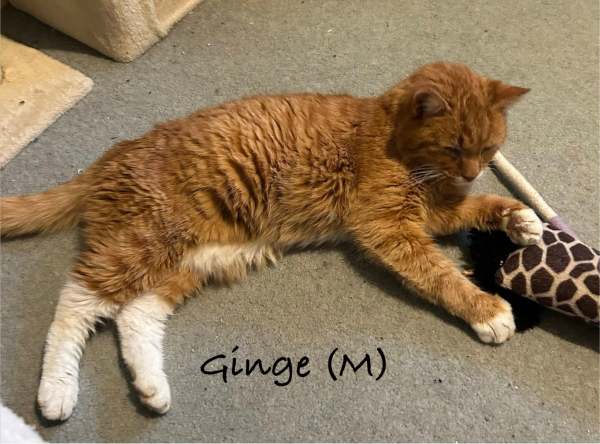 Gender: Male
Age: 8 yrs (approx)
OK with other cats: Yes, of a similar age
OK with kids: Yes, cat savvy over 5 yrs
Suitable as indoor only: Yes